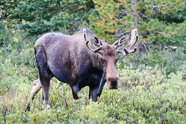 포토 JPG 해외이미지 동물 호수 야생동물 포유류 자연 산 털 종류 사람없음 물 갈색 어둠 코트 종 흰색 소나무 소 습지 숲 위험 큼 시원함 속눈썹 버드나무 황소 코 귀 무거움 주둥이 엘크 콜로라도 벨벳 해외202008 해외포토 자연요소 나무 컬러 컨셉 신체부위 미국 외투 무게 크기 실크 눈썹 생태계 파일형식