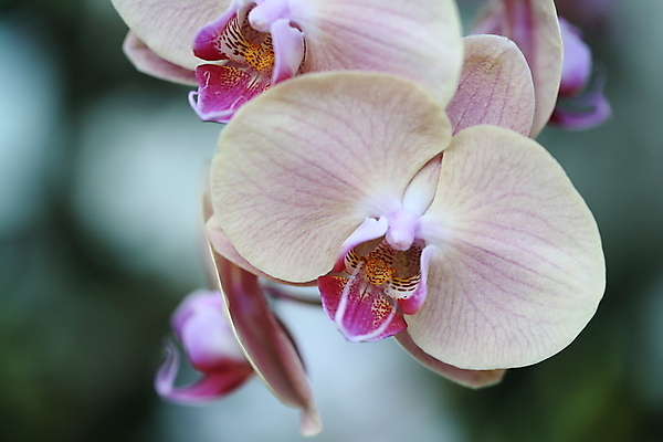 포토 JPG 해외이미지 꽃잎 꽃 근접촬영 사람없음 야외 아웃포커스 난초 해외202008 해외포토 식물 뷰포인트 촬영기법 파일형식