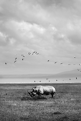 포토 JPG 해외이미지 동물 계절 공원 호수 야생동물 여행 밭 포유류 아프리카 자연 조류 뿔 흑백 국립공원 풍경 초원 사람없음 야외 여름 환경 봄 보호 위험 큼 방목 사파리 장면 케냐 코뿔소 서식지 남쪽 사바나 찰과상 해외202008 해외포토 공공시설 나라 컨셉 농업 촬영기법 축산업 상처 크기 방향 생태계 파일형식