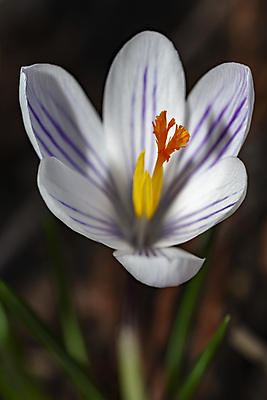 포토 JPG 해외이미지 식물 꽃잎 꽃 분홍색 백그라운드 잎 꽃무늬 자연 사람없음 초록색 여름 컬러풀 노란색 정원 보라색 흙 봄 벚꽃 흰색 꽃술 신선 개화 백합 제비꽃 내추럴 해외202008 해외포토 계절 컬러 무늬 생태계 파일형식