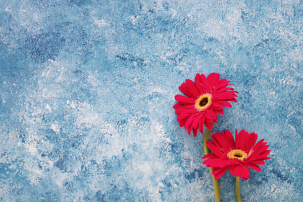 포토 JPG 해외이미지 식물 꽃잎 꽃 줄기 백그라운드 꽃무늬 자연 선물 사람없음 목재 빨간색 파란색 컬러풀 노란색 봄 벚꽃 흰색 신선 센터 플랫 정상 데이지 위치 거베라 내추럴 고립 파스텔톤 해외202008 해외포토 나무 계절 컬러 무늬 재료 생태계 파일형식