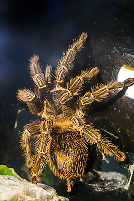 포토 JPG 해외이미지 동물 얼굴 분홍색 곤충 신체 조류 종류 사람없음 반려동물 머리카락 머리 미국 벌레 큼 먹기 묘사 거미 연어 브라질 이국적 인기 오싹 브라질사람 해외202008 해외포토 컬러 북아메리카 모션 어류 신체부위 남아메리카 크기 파일형식