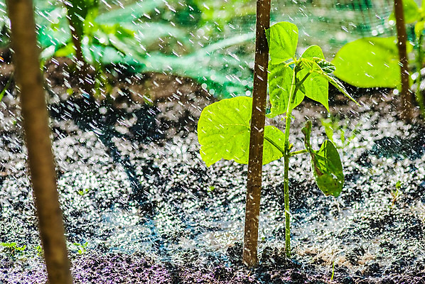 포토 JPG 해외이미지 식물 음식 잎 채소 자연 새로움 콩 씨앗 사람없음 초록색 여름 정원 흙 봄 성장 신선 유기농 원예 내추럴 달리기선수 모종 해외202008 해외포토 웰빙 계절 컬러 컨셉 곡류 취미 생태계 육상선수 파일형식