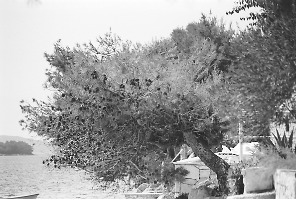 포토 JPG 해외이미지 나무 식물 계절 공원 유럽 밧줄 모래 바다 여행 백그라운드 교통시설 자연 하늘 바람 날씨 휴가 휴식 풍경 사람없음 야외 목재 초록색 물 여름 파란색 빛 환경 항구 맑음 힘 소나무 만 구부린 숲 지중해 오브젝트 크로아티아 내추럴 해외202008 해외포토 자연요소 공공시설 나라 줄 컬러 교통 컨셉 재료 모션 시설 생태계 파일형식