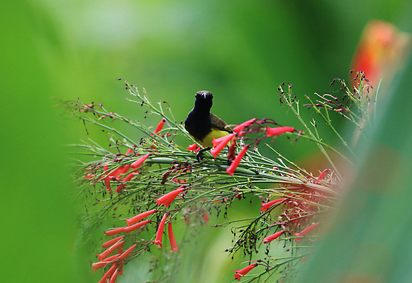포토 JPG 해외이미지 나무 식물 동물 계절 남자 꽃 야생동물 백그라운드 태국 자연 조류 사람없음 초록색 노란색 정원 나뭇가지 산호 작음 깃털 올리브 꿀 내추럴 해외202008 해외포토 열매 아시아 컬러 사람 자포동물 크기 생태계 파일형식
