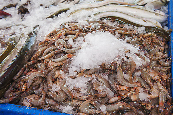 포토 JPG 해외이미지 음식 바다 종류 어류 사람없음 판매 얼음 식사 죽음 신선 잡기 수집 해산물 묘사 소매 줄서기 해외202008 해외포토 자연요소 모션 수중동물 파일형식