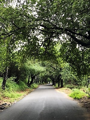 포토 JPG 해외이미지 나무 공원 도로 길 여행 자연 하늘 아침 거리 풍경 사람없음 목재 초록색 여름 봄 가을 시골 고속도로 숲 아스팔트 방법 그리너리 해외202008 해외포토 주간 식물 계절 공공시설 컬러 재료 교통시설 생태계 파일형식 트랜드컬러