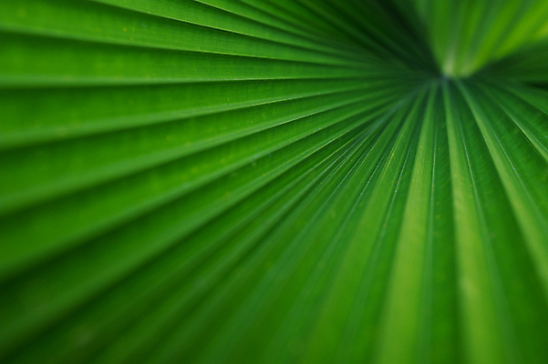 포토 JPG 해외이미지 나무 식물 템플릿 디자인 배너 계절 선 백그라운드 잎 패턴 텍스트 자연 벽지 추상 사람없음 장식 초록색 빛 야자수 우주 정원 봄 공백 신선 숲 묘사 에코 유기농 질감 자연백그라운드 녹색배경 내추럴 카피스페이스 그리너리 해외202008 해외포토 웰빙 컬러 무늬 환경 생태계 파일형식 트랜드컬러