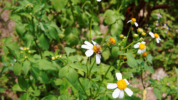 포토 JPG 해외이미지 식물 동물 계절 공원 꽃잎 꽃 곤충 백그라운드 꽃무늬 밭 자연 풍경 초원 사람없음 야외 초록색 여름 농장 노란색 정원 맑음 봄 줄무늬 활발 벚꽃 흰색 전원 시골 닫기 벌레 작음 수분 벌 수집 묘사 데이지 꽃가루 꿀 내추럴 생태학 캐모마일 해외202008 해외포토 공공시설 교육 컬러 컨셉 무늬 농업 모션 날씨 전기에너지 크기 가루 허브 생태계 파일형식