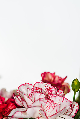 포토 JPG 해외이미지 꽃잎 꽃 분홍색 꽃다발 결혼 백그라운드 잎 꽃무늬 자연 휴가 선물 사람없음 장식 빨간색 초록색 여름 컬러풀 장미 노란색 봄 튤립 벚꽃 흰색 개화 카네이션 내추럴 해외202008 해외포토 식물 계절 컬러 무늬 이벤트 생태계 파일형식