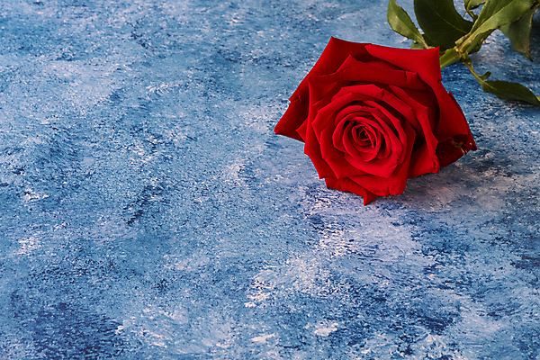 포토 JPG 해외이미지 식물 꽃잎 꽃 행복 결혼 백그라운드 잎 꽃무늬 자연 발렌타인데이 선물 사랑 사람없음 장식 빨간색 초록색 파란색 컬러풀 장미 정원 페인트 낭만 벚꽃 흰색 축하 신선 신용카드 개화 오브젝트 싱글 유기농 초대 내추럴 아크릴 세련 해외202008 해외포토 웰빙 감정 컬러 컨셉 무늬 데이이벤트 재질 이벤트 금융 생태계 파일형식