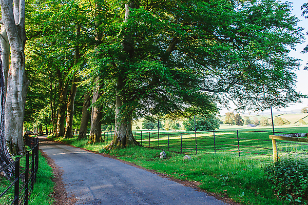 포토 JPG 해외이미지 나무 영어 계절 도로 길 자연 잉글랜드 거리 풍경 사람없음 초록색 여름 울타리 햇빛 맑음 침묵 시골 재산 숲 장면 선로 컴브리아주 해외202008 해외포토 식물 문자 컬러 교통시설 날씨 영국 금융 담장 태양 소리 생태계 파일형식