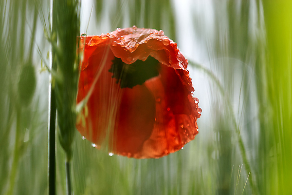 포토 JPG 해외이미지 식물 계절 꽃잎 꽃 백그라운드 꽃무늬 밭 자연 발렌타인데이 사랑 사람없음 야외 빨간색 초록색 정원 봄 활발 벚꽃 물방울 신선 개화 부드러움 양귀비 내추럴 해외202008 해외포토 감정 컬러 컨셉 무늬 농업 데이이벤트 감각 생태계 파일형식