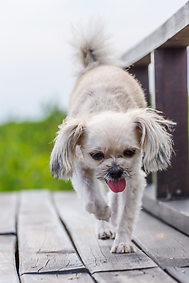 포토 JPG 해외이미지 한마리 여행 근접촬영 사람없음 야외 아웃포커스 반려동물 걷기 개 해외202008 해외포토 동물 1 뷰포인트 포유류 모션 촬영기법 파일형식