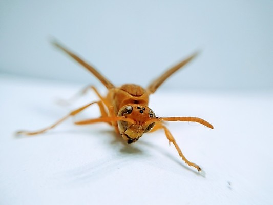 포토 JPG 해외이미지 동물 유럽 종이 야생동물 곤충 백그라운드 날개 자연 안테나 사람없음 초록색 여름 노란색 정원 검은색 줄무늬 재킷 흰색 닫기 해충 벌레 둥지 말벌 위험 작음 벌 묘사 꿀 찌르기 내추럴 고립 해외202008 해외포토 계절 나라 컬러 컨셉 무늬 통신 모션 외투 벌_곤충 크기 생태계 파일형식