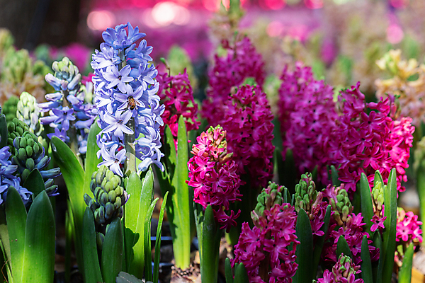 포토 JPG 해외이미지 식물 공원 꽃 행복 분홍색 꽃다발 꽃무늬 밭 태국 자연 하늘 친절 거리 주택 사람없음 야외 장식 초록색 여름 파란색 컬러풀 마을 정원 맑음 보라색 일몰 놀람 봄 꿈 벚꽃 가을 시골 신선 개화 황금 묘사 원예 솜털 히아신스 해외202008 해외포토 계절 공공시설 감정 아시아 컬러 무늬 농업 날씨 표정 취미 건물 노을 생태계 파일형식