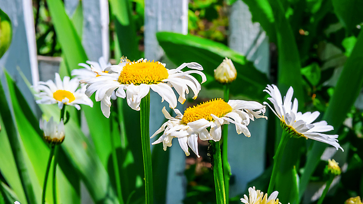 포토 JPG 해외이미지 식물 디자인 계절 꽃잎 꽃 줄기 백그라운드 잎 꽃무늬 밭 자연 건강 사람없음 야외 초록색 햇빛 태양 약 노란색 머리 정원 맑음 봄 성장 벚꽃 흰색 시골 신선 그룹 허브 묘사 에코 데이지 내추럴 캐모마일 해외202008 해외포토 자연요소 컬러 무늬 농업 의학 날씨 신체부위 환경 생태계 파일형식