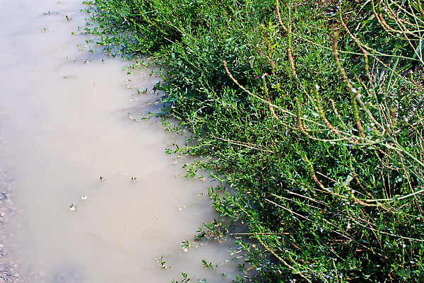 포토 JPG 해외이미지 식물 도로 잎 표면 사람없음 초록색 물 회색 가득함 묘사 샤워실 해외202008 해외포토 자연요소 길 컬러 교통시설 샤워시설 파일형식