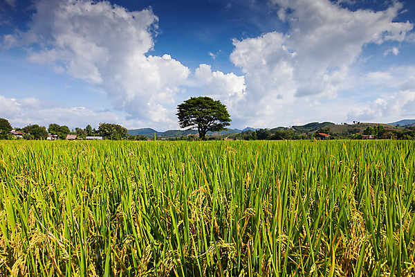 포토 JPG 해외이미지 식물 아시아 지구 음식 백그라운드 잎 밭 농업 태국 자연 밥 성공 동양인 풍경 사람없음 야외 초록색 여름 농작물 컬러풀 태양 농장 농경지 노란색 일출 정원 수확 성장 가을 흰색 나뭇가지 시골 신선 황금 농부 낟알 동쪽 산기슭 내추럴 돌봄 밭일 옛날 해외202008 해외포토 자연요소 나무 직업 계절 나라 산업 컬러 컨셉 모션 산 인종 노을 방향 생태계 파일형식