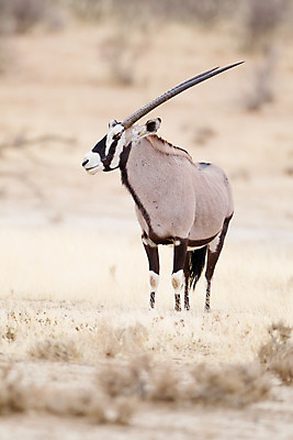 포토 JPG 해외이미지 동물 공원 음료 야생동물 모래 여행 잎 패턴 포유류 가족 아프리카 자연 뿔 동물원 국립공원 사람없음 물 게임 그룹 황무지 보호 큼 모래언덕 먹기 사파리 영양 가젤 나미비아 보츠와나 스텝 해외202008 해외포토 자연요소 식물 공공시설 나라 컨셉 무늬 관계 모션 놀이 크기 언덕 생태계 남아프리카 파일형식