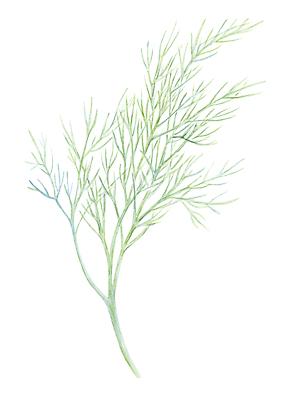 포토 JPG 해외이미지 식물 손 음식 백그라운드 잎 다이어트 채소 일러스트 재료 자연 수채화 건강 요리 미술 사람없음 초록색 여름 정원 페인트 샐러드 흰색 나뭇가지 신선 양념 조미료 스케치 다발 먹기 허브 향신료 오브젝트 그림 유기농 날것 향 비타민 내추럴 고립 딜 채식주의자 회향 현실 비건 해외202008 해외포토 나무 웰빙 계절 컬러 모션 문화예술 신체부위 생태계 채식 영양소 향미료 파일형식