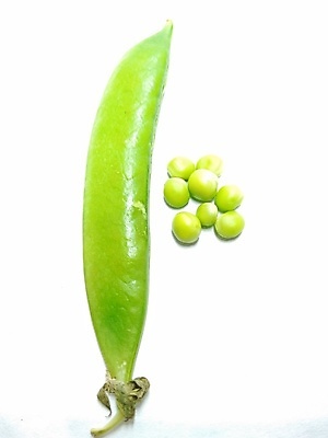 포토 JPG 해외이미지 식물 음식 백그라운드 잎 농업 다이어트 채소 재료 자연 콩 건강 씨앗 사람없음 초록색 세트 쌓기 수확 흰색 신선 오픈 그룹 달콤 정상 낟알 자르기 먹기 오브젝트 유기농 완두콩 날것 슛 흙더미 내추럴 고립 꼬투리 바이오 숙성 줄서기 채식주의자 비건 해외202008 해외포토 웰빙 산업 컬러 모션 곡류 흙 맛 생태계 채식 파일형식 더미