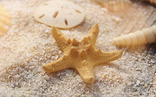 포토 JPG 해외이미지 별 모래 바다 섬 여행 백그라운드 자연 탁자 휴가 조개 불가사리 해변 사람없음 목재 물 여름 갈색 우주 항구 봄 산책로 수확 껍질 시골 바 서핑 소라 사인 질감 복고 내추럴 단절 파라다이스 해외202008 해외포토 자연요소 나무 계절 길 컬러 가구 농업 재료 교통시설 어패류 극피동물 수상스포츠 생태계 파일형식