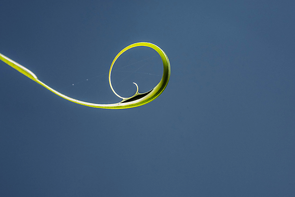 포토 JPG 해외이미지 식물 백그라운드 잎 자연 추상 사람없음 초록색 숲 해외202008 해외포토 컬러 무늬 생태계 파일형식