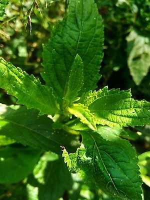 포토 JPG 해외이미지 식물 꽃 줄기 분홍색 백그라운드 잎 오렌지 과일 공 자연 사람없음 야외 초록색 여름 컬러풀 약 정원 가을 원형 개화 약초 허브 고립 해외202008 해외포토 도형 계절 컬러 의학 풀_식물 생태계 파일형식