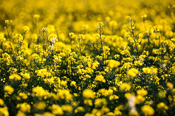 포토 JPG 해외이미지 나무 식물 구름 계절 꽃 산업 밭 농업 자연 하늘 씨앗 풍경 초원 사람없음 야외 초록색 여름 파란색 농작물 농장 농경지 노란색 환경 맑음 봄 에너지 벚꽃 시골 개화 황금 기름 바이오 밭일 생태학 카놀라 해외202008 해외포토 자연요소 교육 음식 컬러 날씨 생태계 파일형식