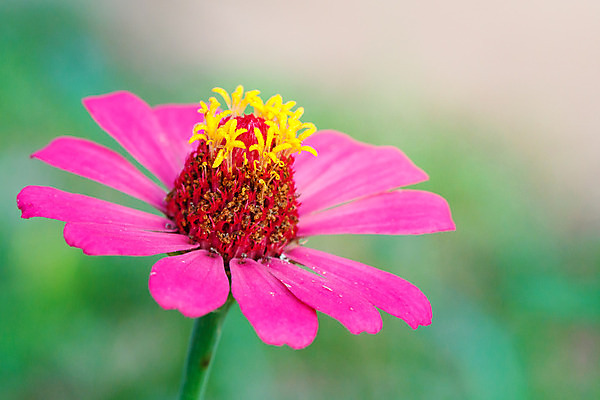 포토 JPG 해외이미지 나무 식물 계절 공원 꽃잎 꽃 분홍색 백그라운드 꽃무늬 자연 벽지 추상 사람없음 야외 장식 빨간색 초록색 빛 컬러풀 정원 봄 활발 벚꽃 흰색 신선 개화 내추럴 해외202008 해외포토 공공시설 컬러 컨셉 무늬 생태계 파일형식