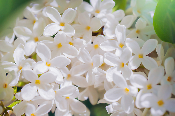 포토 JPG 해외이미지 꽃잎 꽃 근접촬영 사람없음 야외 정원 소프트포커스 라일락 해외202008 해외포토 식물 뷰포인트 촬영기법 파일형식