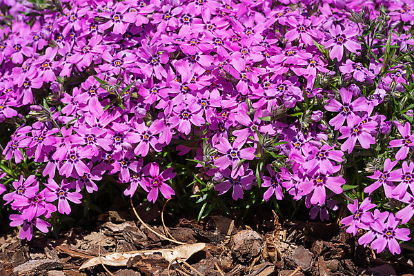 포토 JPG 해외이미지 꽃잎 꽃 사람없음 야외 정원 해외202008 해외포토 식물 파일형식