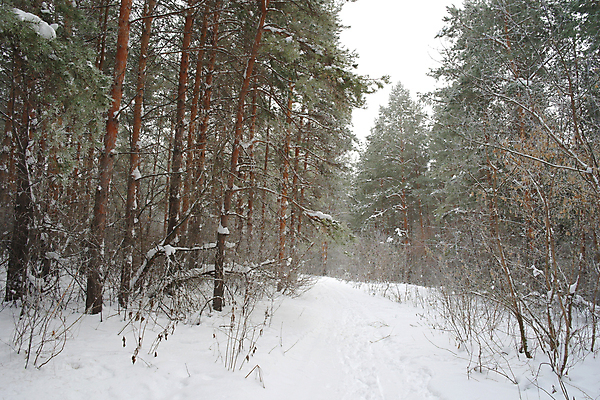 포토 JPG 해외이미지 나무 계절 도로 백그라운드 크리스마스 겨울 자연 날씨 파노라마 풍경 사람없음 야외 목재 초록색 환경 추위 안개 흰색 소나무 숲 신비 서리 러시아 장면 공상 상록수 내추럴 뿌연 눈내림 해외202008 해외포토 식물 기념일 유럽 길 컬러 컨셉 재료 교통시설 눈_날씨 촬영기법 생태계 파일형식