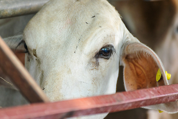 포토 JPG 해외이미지 동물 아시아 얼굴 야생동물 음식 여행 백그라운드 농업 포유류 태국 자연 뿔 동양인 사람없음 야외 초록색 농장 갈색 검은색 가축 힘 우유 흰색 시골 소 닫기 큼 망토 유기농 수유 해외202008 해외포토 웰빙 나라 산업 컬러 모션 유제품 인종 신체부위 크기 생태계 파일형식
