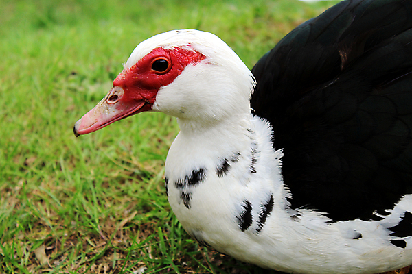 포토 JPG 해외이미지 동물 여자 야생동물 자연 조류 오리 사람없음 빨간색 초록색 컬러풀 농장 노란색 걷기 흰색 작음 깃털 묘사 부리 내추럴 해외202008 해외포토 컬러 농업 모션 사람 크기 생태계 파일형식