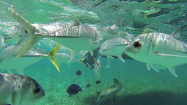 포토 JPG 해외이미지 동물 야생동물 음식 바다 백그라운드 자연 낚시 생물 어류 사람없음 물 파란색 컬러풀 바닷속 수중 수영 거품 산호 만화 참치 해산물 지느러미 암초 멸종 내추럴 깊이 해외202008 해외포토 자연요소 컬러 레저 수중동물 수상스포츠 자포동물 생태계 파일형식