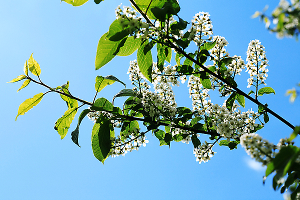 포토 JPG 해외이미지 나무 식물 디자인 공원 꽃잎 꽃 줄기 꽃다발 백그라운드 컨셉 밭 자연 휴가 친절 종류 사람없음 야외 환경 정원 기쁨 들꽃 성장 벚꽃 나뭇가지 개화 체리 맛 숲 원예 생태학 해외202008 해외포토 공공시설 교육 감정 농업 과일 취미 생태계 파일형식