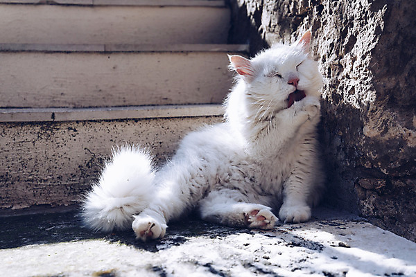 포토 JPG 해외이미지 동물 응시 행복 얼굴 여행 백그라운드 컨셉 포유류 자연 휴식 거리 주택 털 앉기 사람없음 야외 반려동물 고양이 흰색 보행자 핥기 씻기 청소 혀 지중해 솜털 거짓말 기르기 위생관리 유래 해외202008 해외포토 시선 감정 바다 컬러 모션 관리 건물 신체부위 청결 입 생태계 돌봄 파일형식