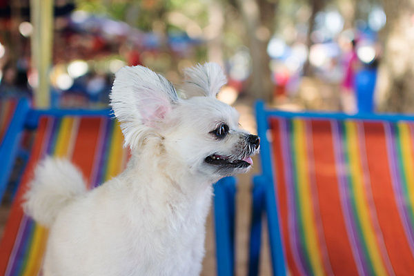 포토 JPG 해외이미지 주간 한마리 여행 가구 의자 사람없음 야외 아웃포커스 반려동물 개 해외202008 해외포토 자연요소 동물 1 생활용품 포유류 촬영기법 파일형식