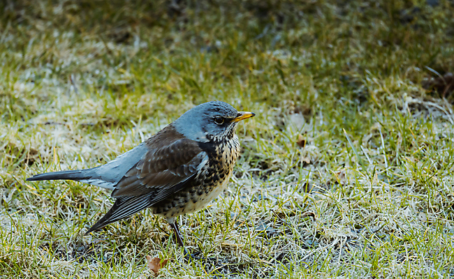 포토 JPG 해외이미지 나무 동물 열매 야생동물 백그라운드 겨울 밭 날개 오렌지 자연 조류 앉기 사람없음 목재 빨간색 갈색 노란색 봄 회색 흰색 나뭇가지 관찰 숲 깃털 싱글 꼬리 부리 내추럴 고립 동물상 해외202008 해외포토 식물 계절 컬러 농업 과일 재료 모션 조형물 생태계 파일형식