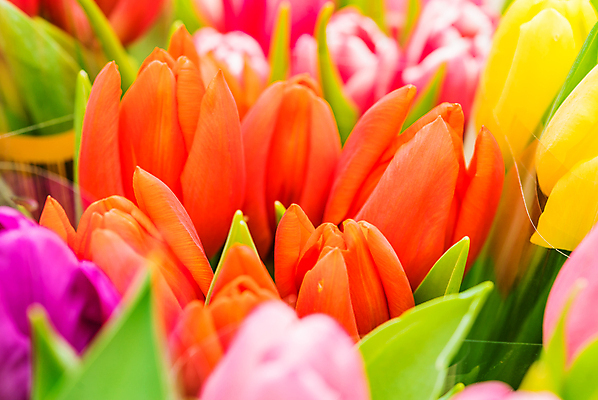 포토 JPG 해외이미지 꽃잎 꽃 잎 근접촬영 사람없음 야외 튤립 해외202008 해외포토 식물 뷰포인트 파일형식