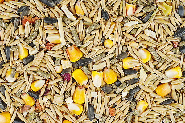 포토 JPG 해외이미지 동물 음식 조각 다이어트 자연 조류 해바라기 건조 건강 옥수수 씨앗 사람없음 반려동물 갈색 쌓기 식사 혼합 먹이 낟알 시리얼 밀 유기농 보리 내추럴 섞기 수수 귀리 해외202008 해외포토 식물 웰빙 꽃 컬러 모션 곡류 생태계 파일형식