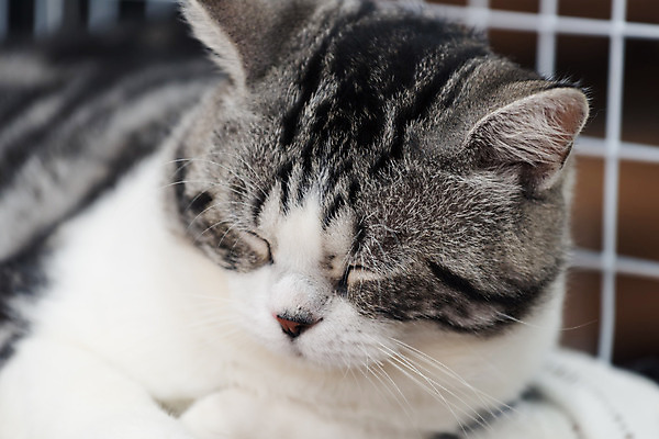 포토 JPG 해외이미지 동물 얼굴 벽 백그라운드 발 휴식 주택 털 피곤 사람없음 반려동물 노란색 검은색 고양이 방 회색 흰색 침대 잠 닫기 모피 코 낮잠 시멘트 부드러움 얼룩무늬 솜털 거짓말 해외202008 해외포토 컬러 가구 컨셉 무늬 포유류 모션 건물 신체부위 감각 파일형식