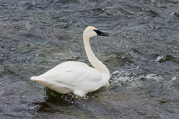 포토 JPG 해외이미지 야생동물 조류 사람없음 백조 해외202008 해외포토 동물 파일형식