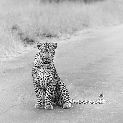 포토 JPG 해외이미지 동물 도로 야생동물 포유류 아프리카 자연 흑백 국립공원 앉기 풍경 사람없음 고양이 황무지 보호 사파리 정사각형 육식동물 표범 남아프리카 보츠와나 보호구역 해외202008 해외포토 멸종위기종 도형 공원 나라 길 컨셉 교통시설 모션 촬영기법 반려동물 생태계 구역 파일형식