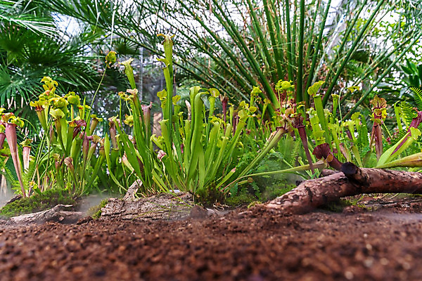 포토 JPG 해외이미지 식물 꽃 곤충 잎 꽃무늬 자연 종류 사람없음 컵 초록색 정원 안개 잡기 벌레 숲 위험 주머니 육식동물 멸종 올가미 유리주전자 내추럴 이국적 해외202008 해외포토 동물 식기 컬러 컨셉 무늬 모션 유리 주전자 날씨 생태계 파일형식