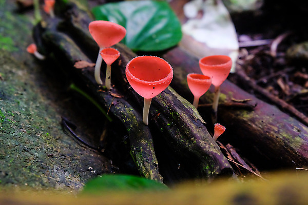 포토 JPG 해외이미지 나무 식물 계절 공원 분홍색 백그라운드 잎 오렌지 태국 자연 사람없음 야외 목재 컵 빨간색 초록색 물 빛 컬러풀 환경 검은색 버섯 봄 젖음 신선 그룹 떨어짐 숲 작음 샴페인 질감 내추럴 곰팡이 화상 해외202008 해외포토 자연요소 식기 공공시설 아시아 컬러 컨셉 과일 재료 주류 상처 크기 생태계 파일형식