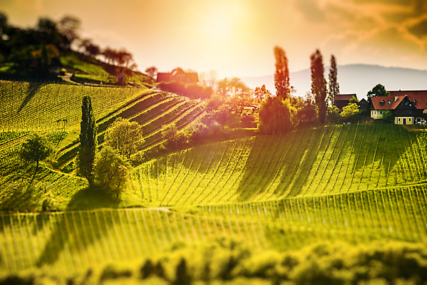 포토 JPG 해외이미지 식물 구름 도로 여행 밭 농업 과일 자국 자연 불꽃 산 거리 파노라마 풍경 사람없음 야외 초록색 여름 평화 와인 정원 봄 수확 시골 오스트리아 4월 5월 언덕 포도나무 남쪽 10월 슬로베니아 양조장 해외202008 해외포토 자연요소 계절 유럽 산업 길 컬러 컨셉 교통시설 불 주류 촬영기법 날짜 과일나무 방향 생태계 파일형식