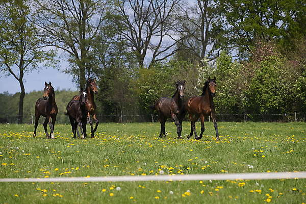 포토 JPG 해외이미지 동물 꽃 야생동물 밭 모션 자연 하늘 풍경 초원 사람없음 야외 초록색 파란색 달리기 갈색 맑음 점프 힘 봄 목장 자유 시골 시간 승마 군중 속도 갈기 지휘 바둑 해외202008 해외포토 식물 계절 스포츠 컬러 컨셉 농업 놀이 날씨 사람 생태계 파일형식